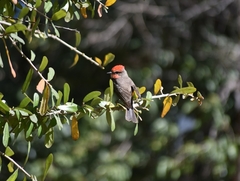 Pyrocephalus rubinus