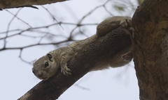 Heliosciurus gambianus