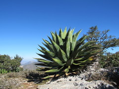 Agave scaposa