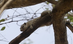 Heliosciurus gambianus