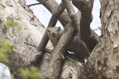 Heliosciurus gambianus