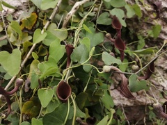Aristolochia baetica