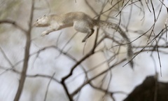 Heliosciurus gambianus