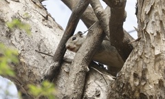 Heliosciurus gambianus
