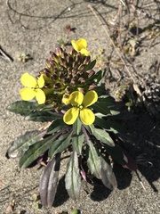 Erysimum menziesii