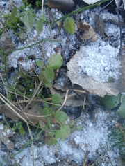 Vaccinium × intermedium