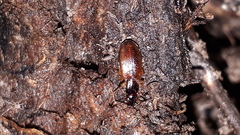 Oxypselaphus obscurus