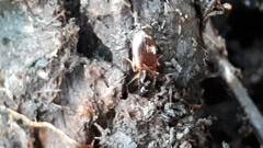 Oxypselaphus obscurus