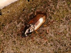 Pogonus iridipennis