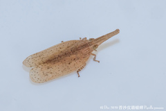 Pyrilla perpusilla