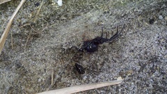 Latrodectus variolus