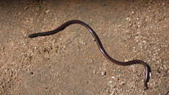 Afrotyphlops obtusus