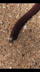 Afrotyphlops obtusus