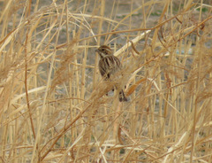 Emberiza schoeniclus
