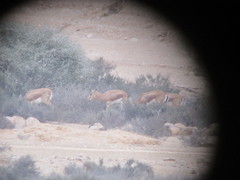 Gazella dorcas