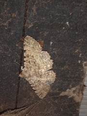 Polydesma