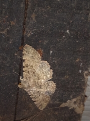 Polydesma