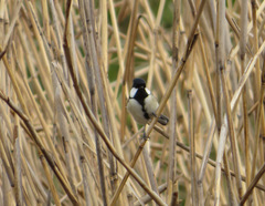 Parus minor