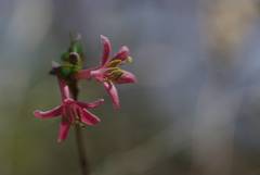 Lonicera gracilipes