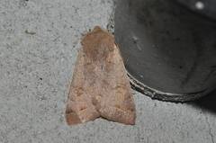 Anorthoa angustipennis