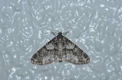 Esakiopteryx volitans