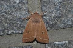 Anorthoa angustipennis