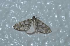 Esakiopteryx volitans
