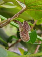 Aristolochia kaempferi