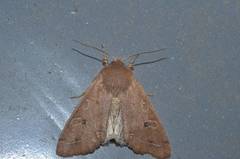 Anorthoa angustipennis