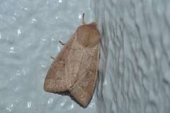 Anorthoa angustipennis