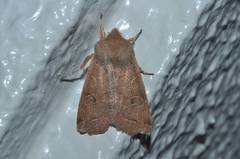 Anorthoa angustipennis