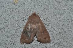 Anorthoa angustipennis