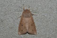 Anorthoa angustipennis