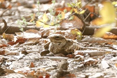 Caprimulgus climacurus climacurus