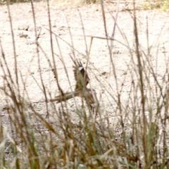 Caprimulgus climacurus climacurus