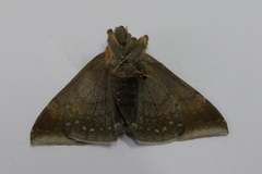 Pindara illibata