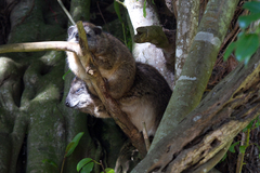 Dendrohyrax arboreus