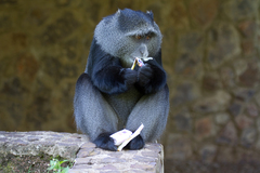 Cercopithecus mitis manyaraensis