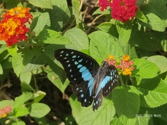 Graphium doson eleius