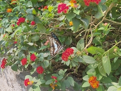 Graphium doson eleius