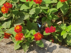 Graphium doson eleius