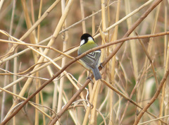 Parus minor