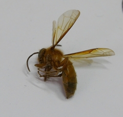 Provespa barthelemyi