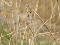 Emberiza schoeniclus