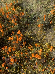 Eschscholzia californica