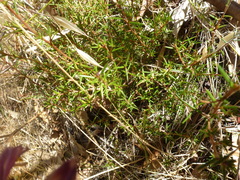 Hibbertia exutiacies