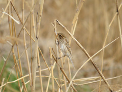 Emberiza schoeniclus