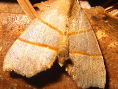 Gonepatica opalina