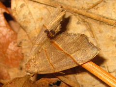 Gonepatica opalina