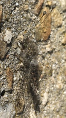 Proctarrelabis capensis